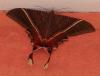 Sematura lunus